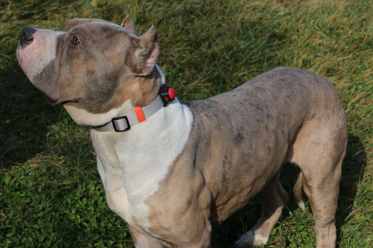 Pet Tracking with Loko GPS